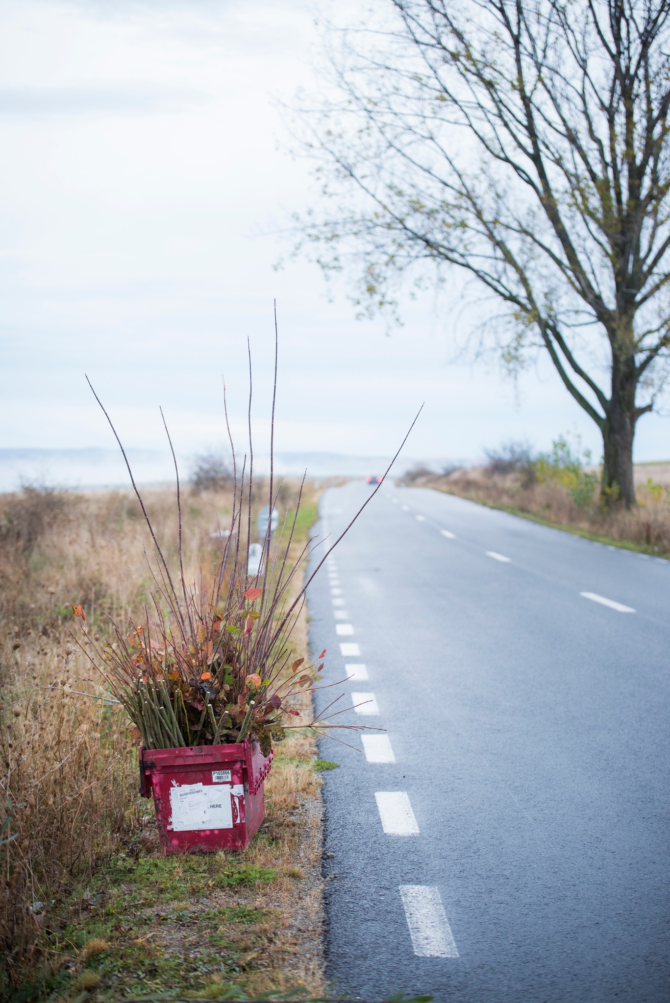 Plantare Ocna Sibiului 14